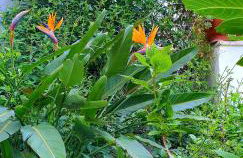 Garden House Pompei Vesuvio - Foto 11