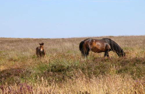 Proffitts Cottage - Foto 23