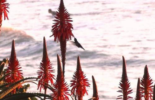 JoaquinaHouse Paraíso exclusivo, acesso a praia - Foto 8