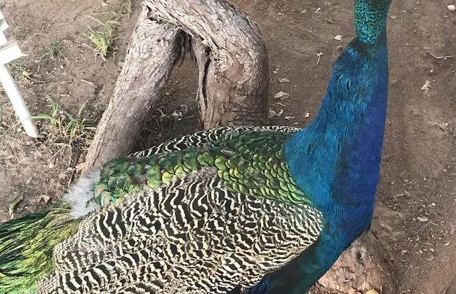 Marrakesh 6-bed Housing Authentic Berber - Foto 30