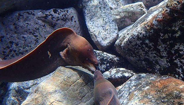Dos morenas en el tour de snorkel