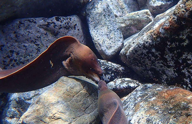 Porto dos Frades Night Snorkelling - Foto 5