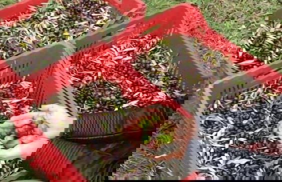 Agriturismo Le Casette - Foto 16