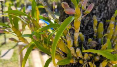 Sítio Jaboticatubas - Foto 4