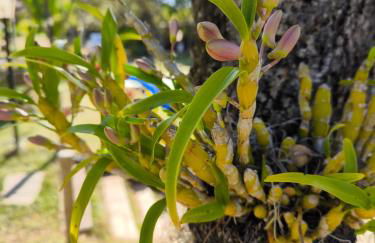 Sítio Jaboticatubas - Foto 4