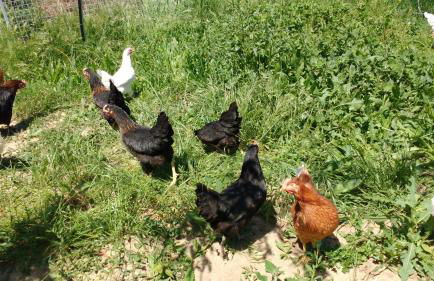 Gîte à la ferme - Foto 11