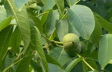 La casa dell’ edera - Foto 1