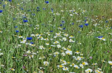 Hallegan Annexe with Private Garden and Woodland-Sofa Bed Only - Foto 18