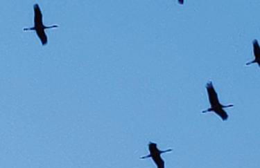 Müritzblick am Wünnow - Foto 63