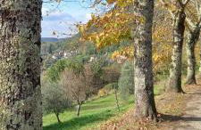 House With Panoramic Terrace - Foto 7