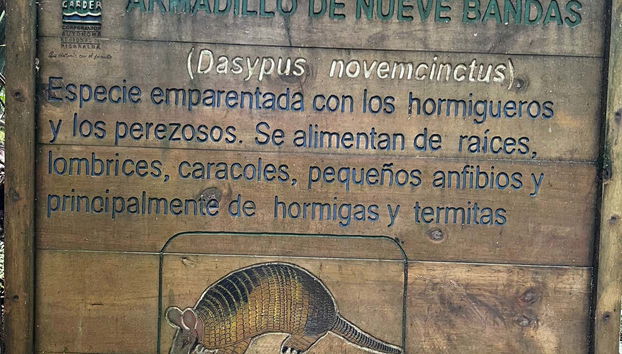 Nine-banded armadillo