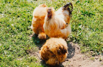 Natursee-Chalet,Spa mit Hot Tub,Jacuzzi,Sauna,Ponyhof,angeln - Photo 49