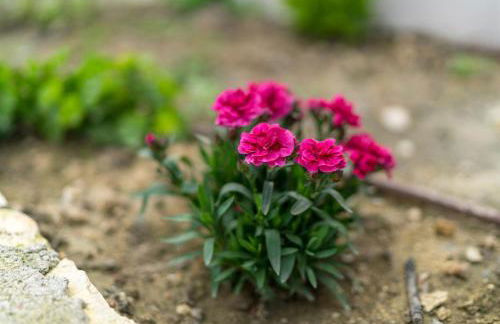 Olive Garden Villas - Photo 70