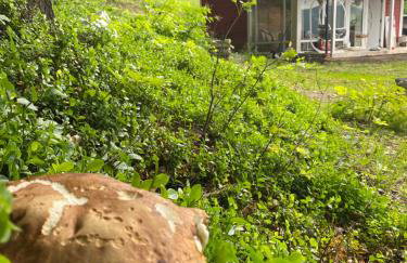 Forest house - Foto 42