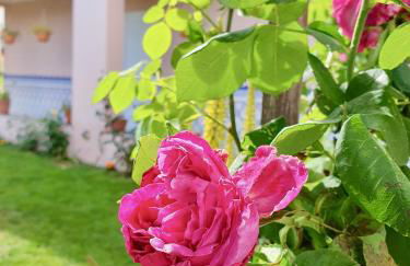 Rosinha Country House - Foto 34