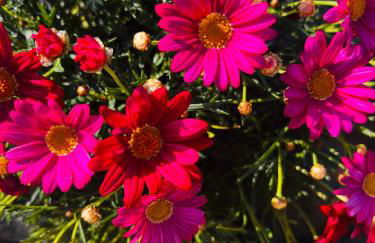 Villa Es Puig, piscina y vistas a la montaña - Foto 55