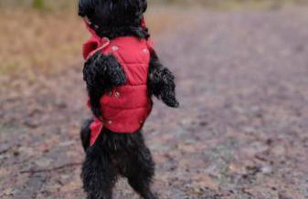 Zimmer Emmer, ein Zimmer in FeWo mit zwei Zimmern - Foto 36
