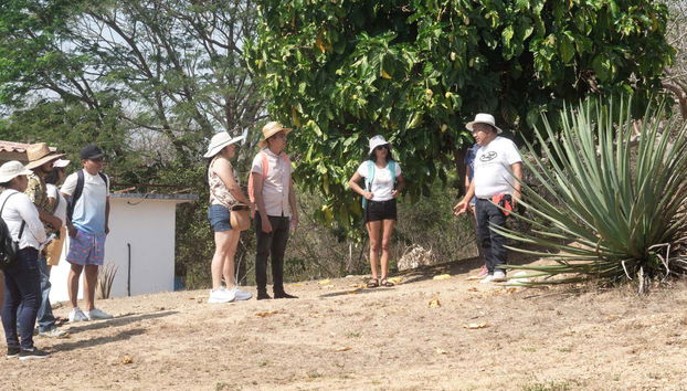 Visitando um campo de agave