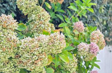 La Flibuste, Vue Mer, Plage à Pied & Parking - Photo 39