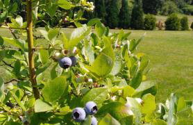 Mogielicki Zakątek - Photo 15