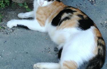 Agriturismo La Spiga - Foto 2