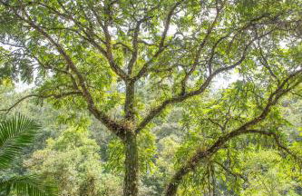 Canto da cascata - Foto 48