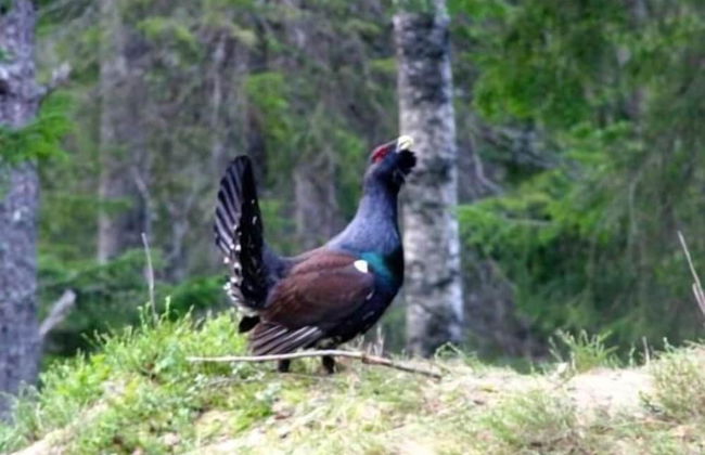 Finnskogen Turistsenter - Photo 23