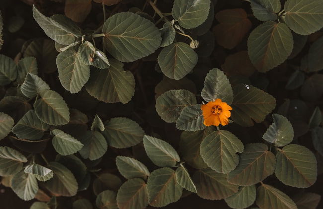 Kauai Plantation Hale Hotel - Foto 105