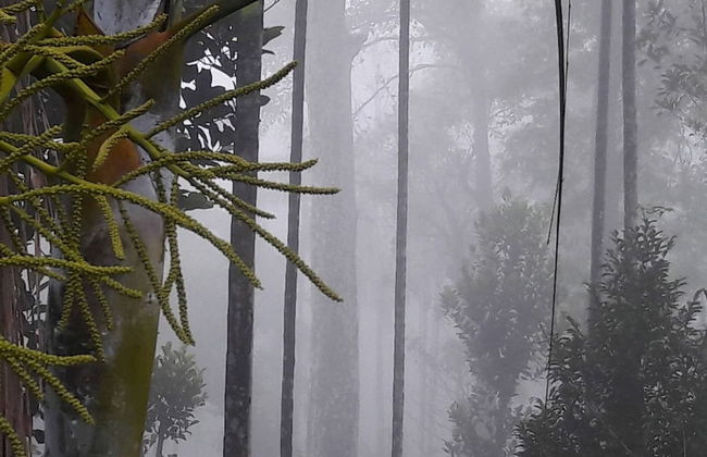 Room-wayanad Stay the Pepper Suite - Foto 16