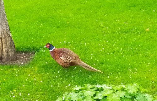 Braeside Cottage - Adorable 2 Bedroom Eco-Friendly Character Cottage - Foto 14