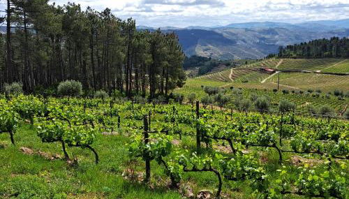 Quinta Soutelinho - Foto 2