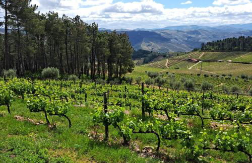 Quinta Soutelinho - Photo 2