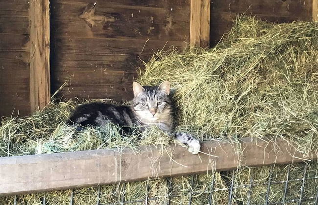 The Shepherds Hut at Hafoty Boeth - Foto 24