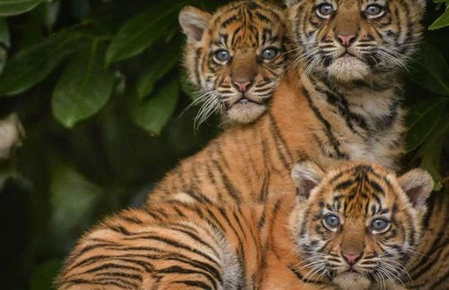 The Kings Place - Very Central Chester - Chester - Photo 40