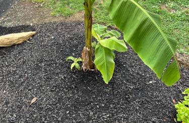 The Rene Carr House - Foto 18