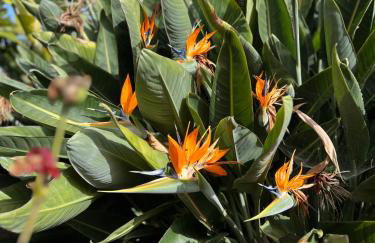 La Paredita Casa Taoro - Foto 28