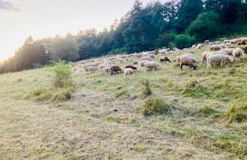 Panoramablick mit Premium-Wanderwegen vor der Haustür - Foto 58