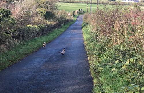 Carrick Hills Cosy Croft STL SA-00137-F - Foto 17
