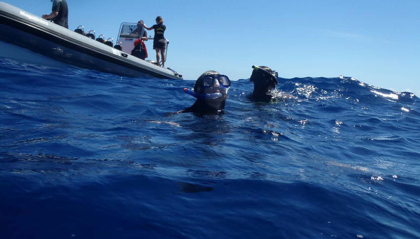 Bagno con i delfini a Terceira - Foto 2