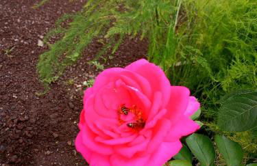 Lazy Lizard by the Ocean - Foto 54