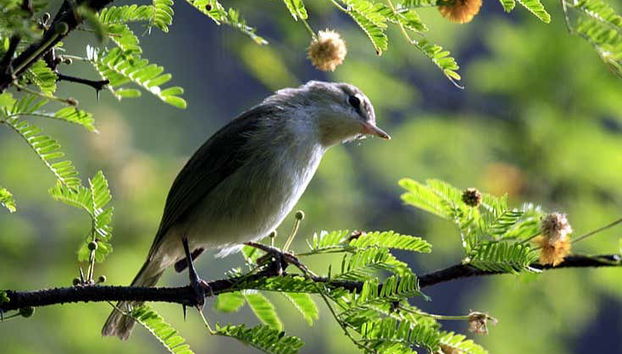 Fauna di Fernando de Noronha