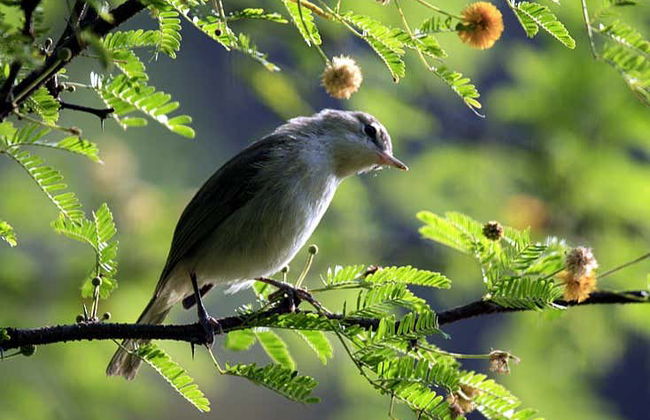 Trekking nella baia di Golfinhos - Foto 5