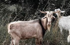 M Butterfly - Foto 46