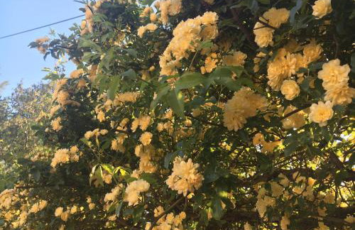 Giorgios Studio - Foto 36