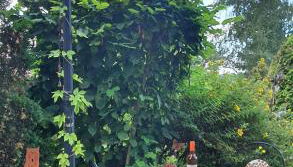 Ferienwohnung 3,2 km von Saarloius entfernt mit Terrasse und Garten - Foto 3, Garden view