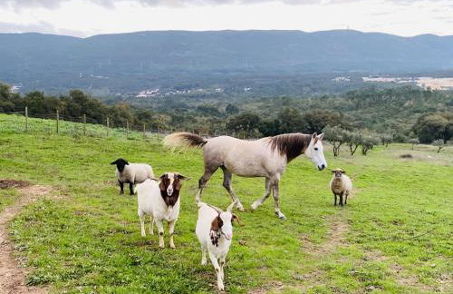 Casa De Campo Natureza - Foto 12