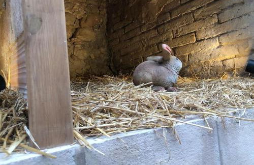 Ca la Trini - turisme rural - Foto 34