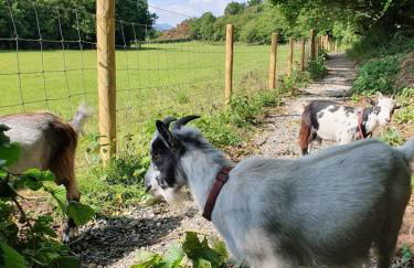 The Green Holiday Cottages - Foto 13