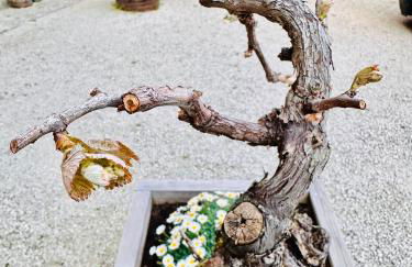 Agriturismo Clochiatti - Foto 60