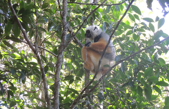 Lemur's Park and Antongona Hill - Photo 1